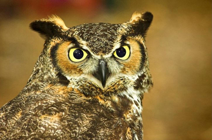 An Owl's Stare