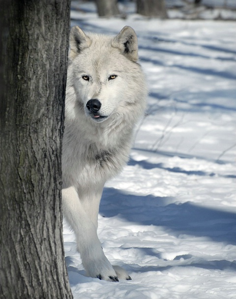 Peeking Around the Tree