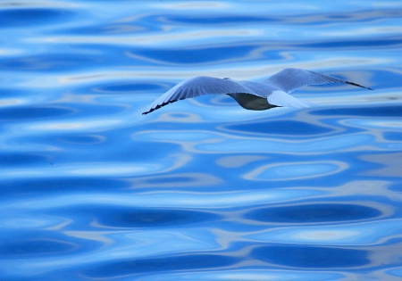 BlUE BIRD & WATER