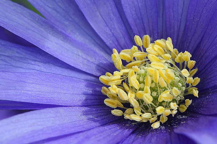 Anemone - ID: 3721763 © Janine Russell