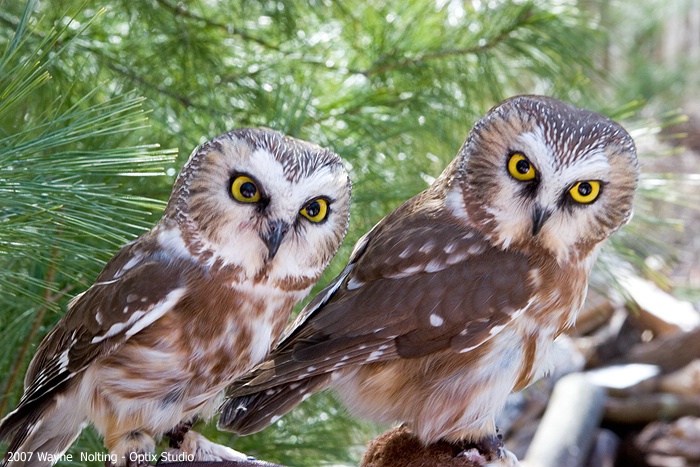 Northern  Saw-Whet  Owl
