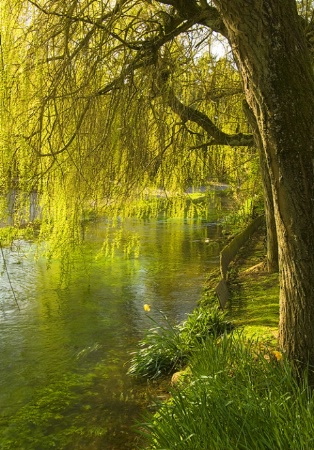 Willow Tree, Spring Green