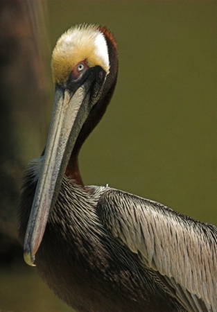 Pelican After