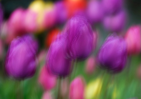 Tulips II