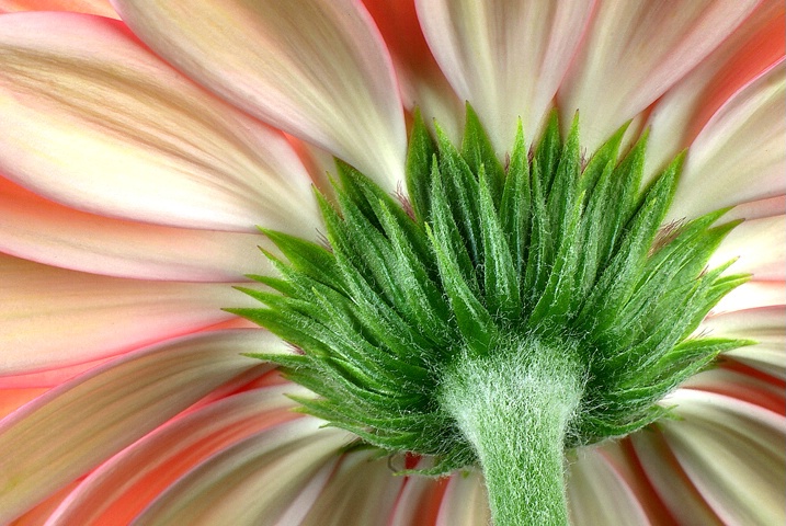 Gerbera