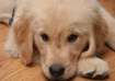 Puppy Love