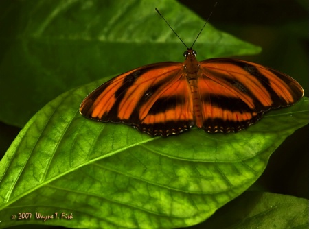 Orange Beauty