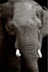 Elephant Wisdom