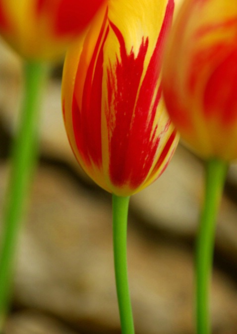 Red and Yellow Tulips