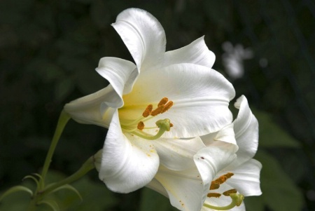 Easter Lilly