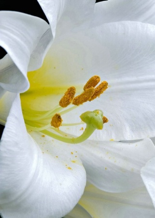 F166 Easter Lilly