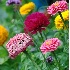 © Douglas Pignet PhotoID # 3733436: F82 Garden Flowers