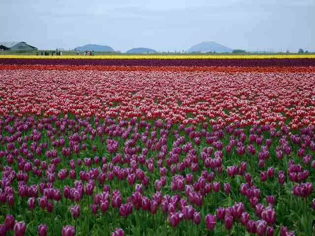 Tulip fields