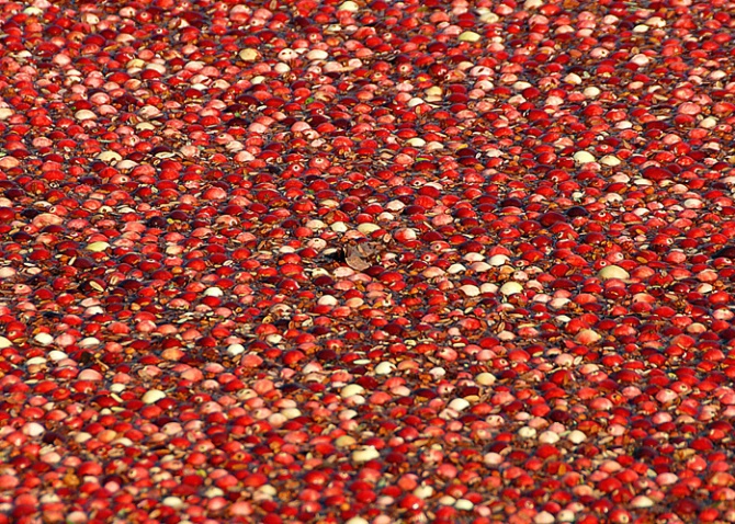 Cranberries,MA - ID: 3735061 © Douglas Pignet