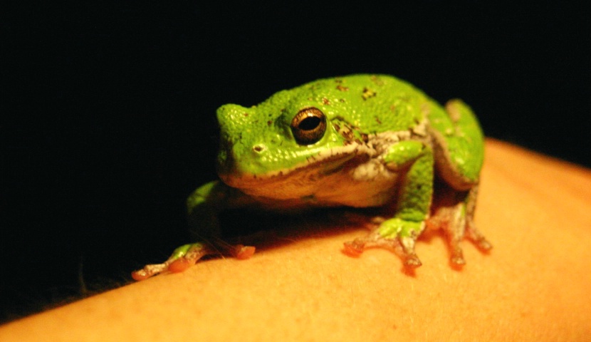 Frog 1