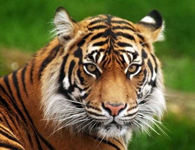 Tiger After
