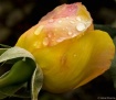 April showers
