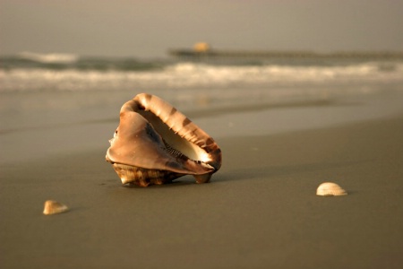 Sea Shell by the Sea Shore