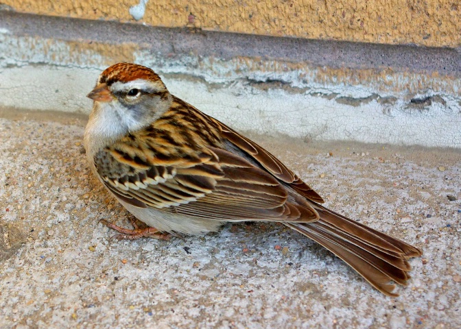 Angry Sparrow