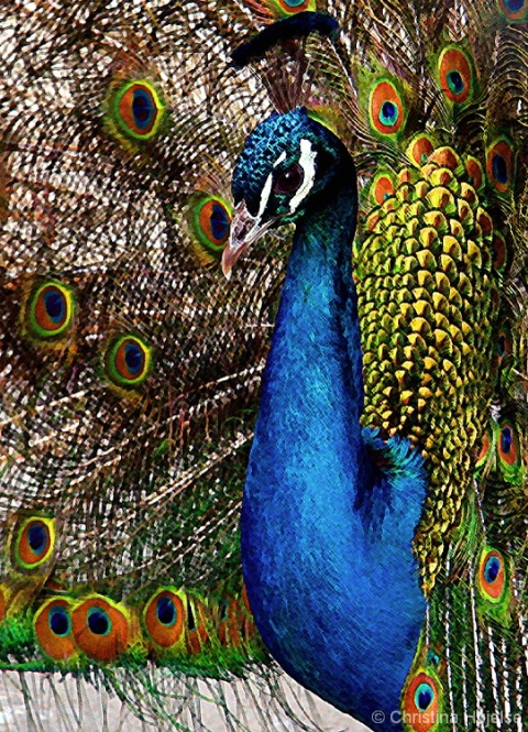 Peacock