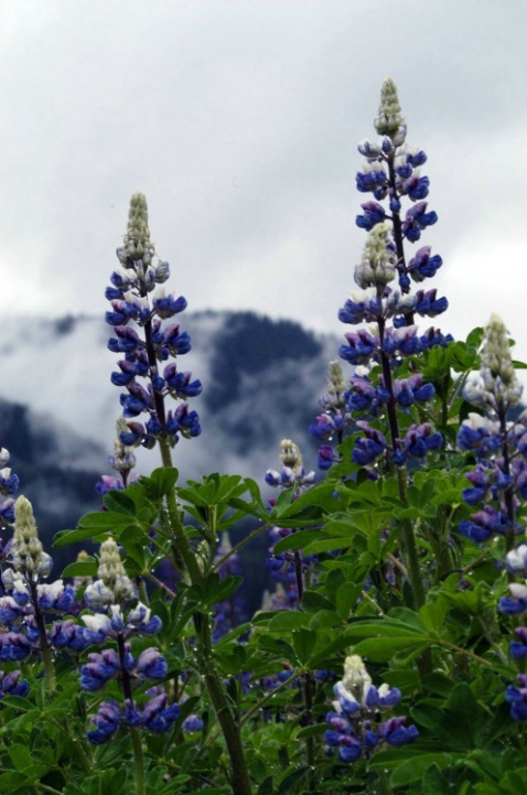 Lupines - ID: 3739495 © Ann E. Swinford