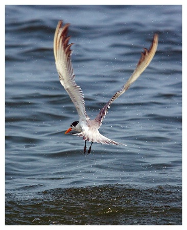 Crested Tern