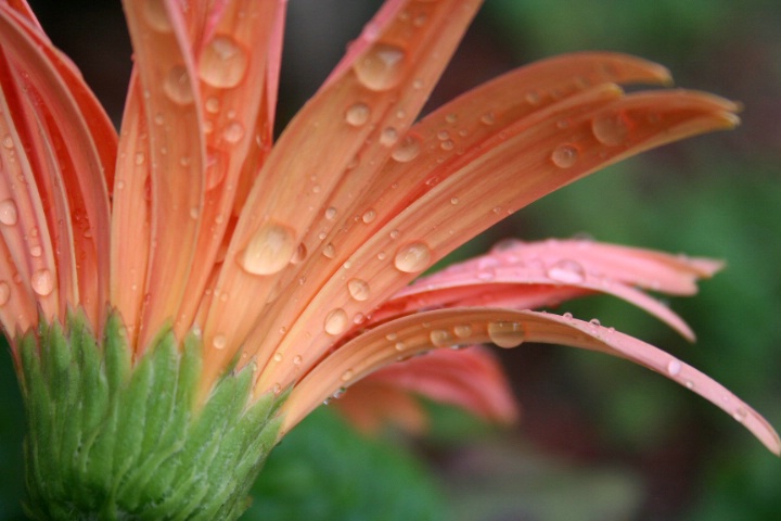 drops of  April rain...