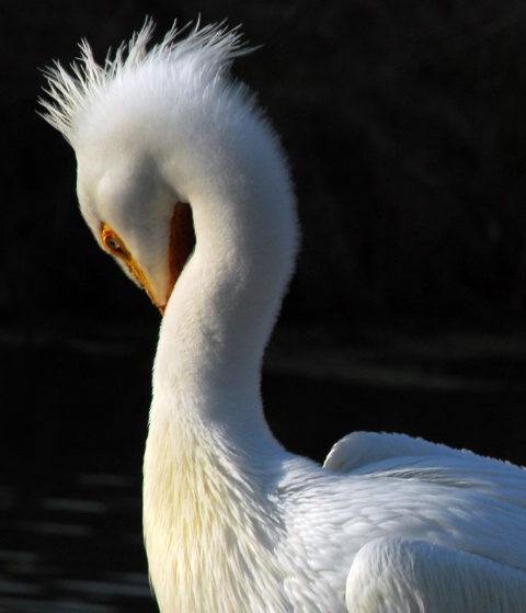 Pelican Portrait