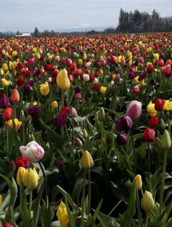 Tulip Fest 2