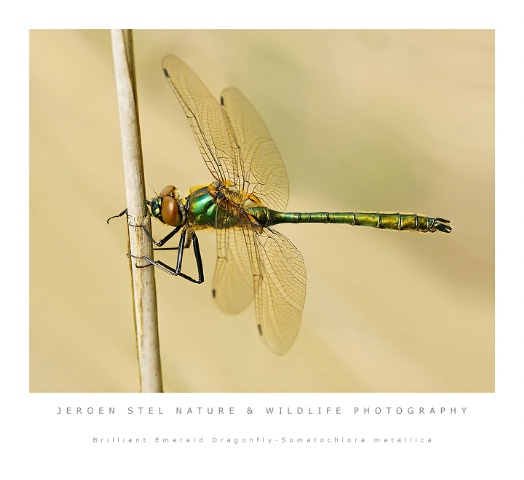 Brilliant Emerald Dragonfly-Somatochlora meta
