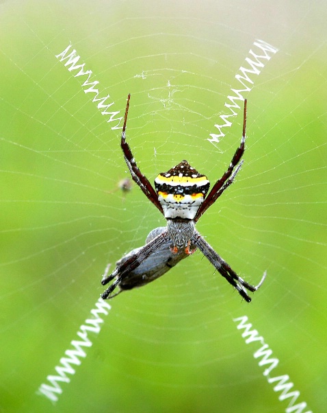 Spider with Feed - ID: 3742411 © VISHVAJIT JUIKAR