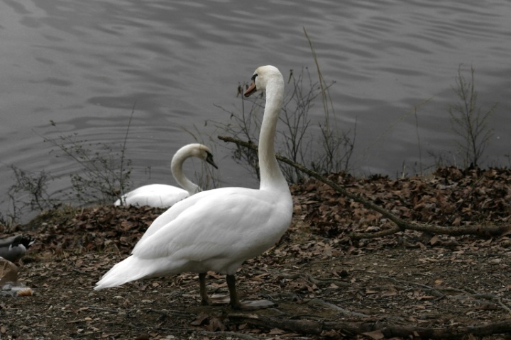 Mute Swans at Sweetwater