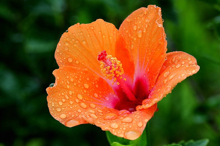 Rain-drenched Hibiscus