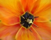 Tulip Burst