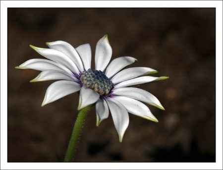 MARGUERITE