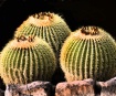 Three Amigos
