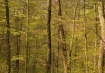 Golden Forest