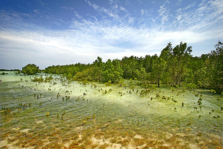 Palawan Mangroves