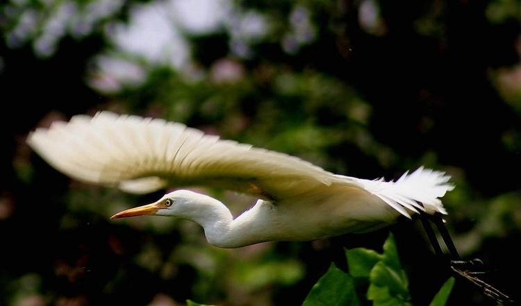 First Flight