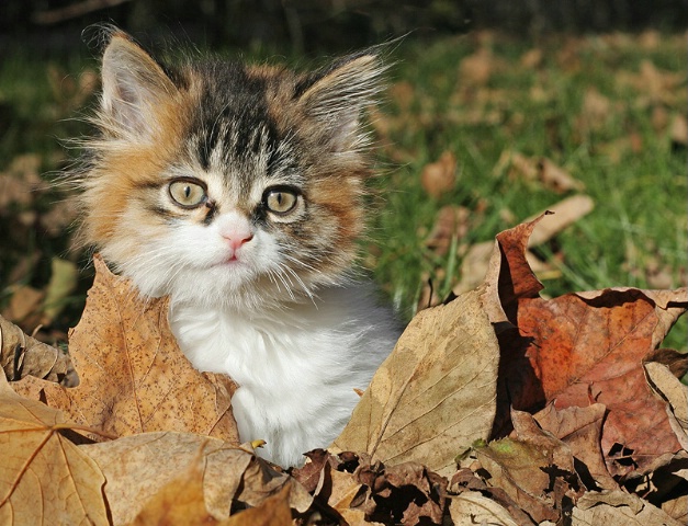 Calico Cutie