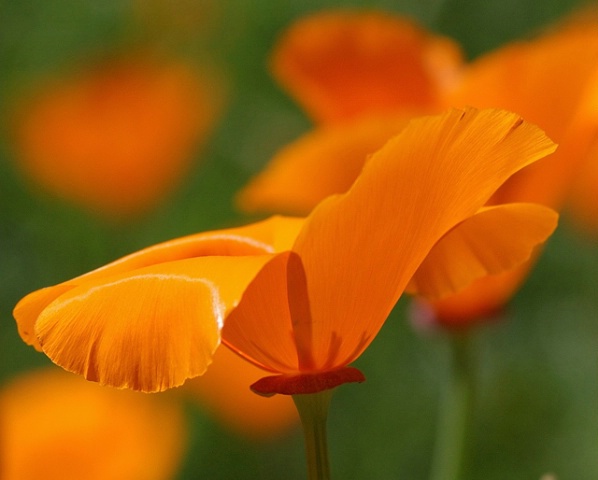 Sunshine on a Stem