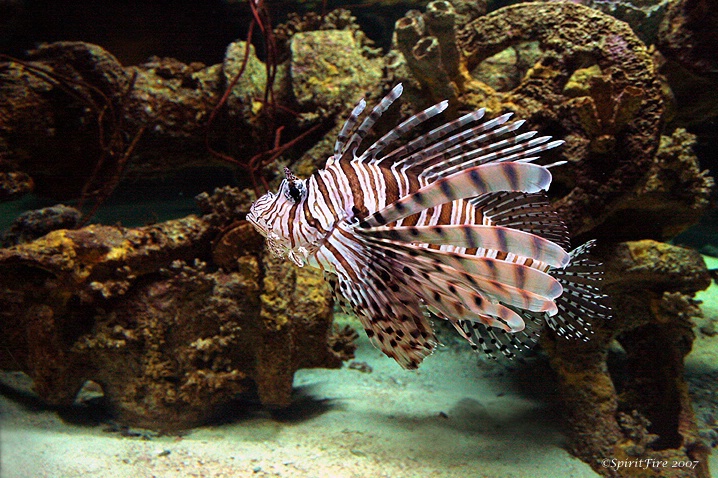 Lion Fish