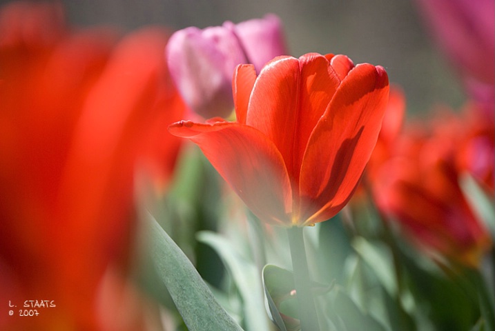 Springtime Tulips #2