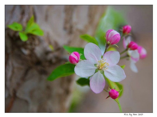 Blossom