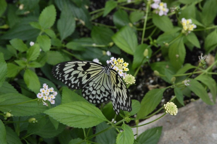 Papillo Demoleus - Butterfly