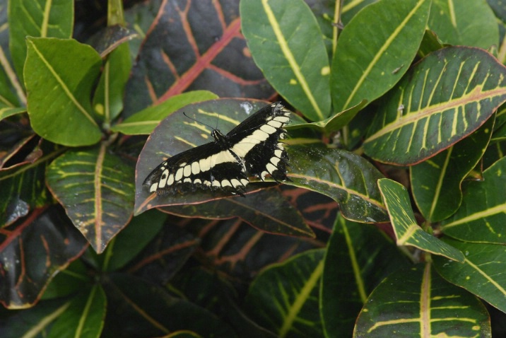 Spirocta Stelenes - Butterfly