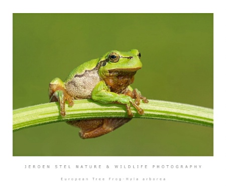 European Tree Frog-Hyla arborea