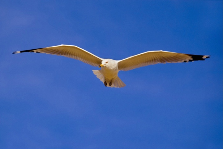 Seagull I