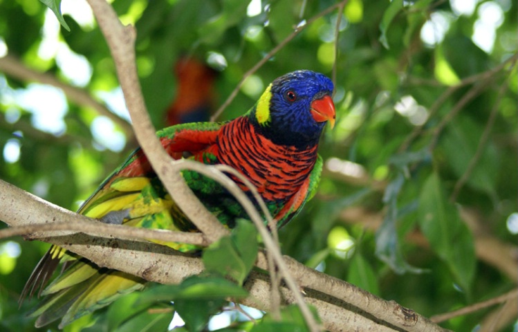 Lovely Lorikeet