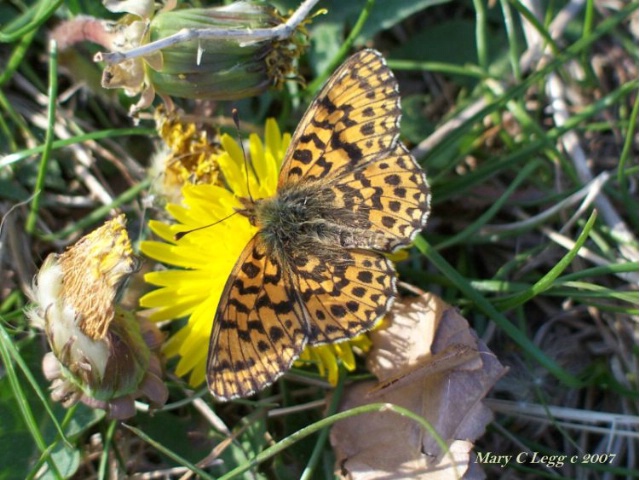 pearl bordered friltillary